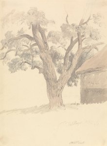 Pähkinäpuu tekijältä Robert Hills