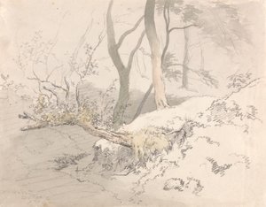 Metsän varjo tekijältä Robert Hills