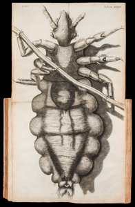 Taitettu kuva täistä hiussäikeessä "Micrographiasta" Robert Hooken vuonna 1665 julkaisemista havainnoista mikroskoopilla tekijältä Robert Hooke