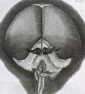 Harmaa drone-perho, havainto XXXIX Hookes Micrographiasta, 1664 tekijältä Robert Hooke