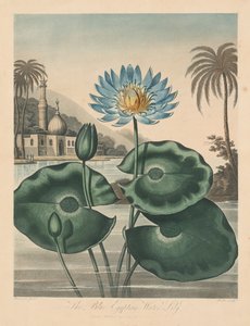 Floran temppeli eli luonnonpuutarha: Egyptin sininen lumme, 1804.