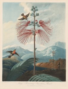 Floran temppeli eli luonnonpuutarha: suuri kukkiva herkkä kasvi, 1799-1807.