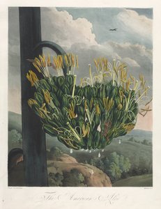 Floran temppeli eli luonnonpuutarha: amerikkalainen aloe, 1807. tekijältä Robert John Thornton