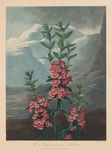 Floran temppeli eli luonnonpuutarha: Kapealehtinen Kalmia, Mountain Laurel, 1804.