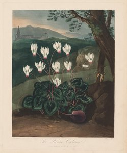 Floran temppeli eli luonnonpuutarha: Persialainen syklaami, 1799-1807.