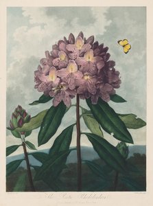 Floran temppeli eli luonnonpuutarha: Pontic Rhododendron, 1799-1807.