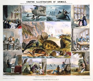 Äyriäiset ja matelijat, c1850