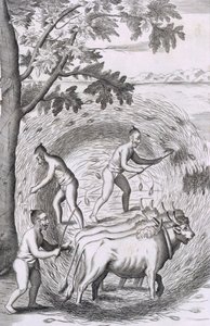 Tapa polttaa riisiä, pubista An Historical Relation of the Island Ceylon. 1681 kaiverrus tekijältä Robert Knox