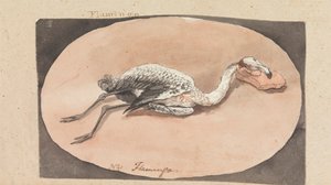 Flamingo tekijältä Robert Mabon