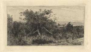 Ryppyinen Puu