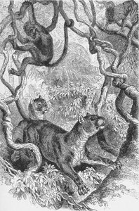 Puma, c1885, 1890 tekijältä Robert Taylor Pritchett