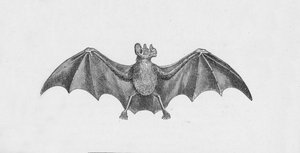 Vampyyrilepakko, c1885, 1890 tekijältä Robert Taylor Pritchett