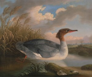 AD YK:n sukeltaja (kalastaja) tekijältä Robert Wilkinson Padley