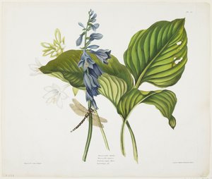Common Hostas ja English Dragonfly (väriakvatinta ja etsaus käsinvärjäyksellä paperille)