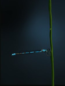 Damselfly, 2022 (digitaalinen) tekijältä Roberta Murray