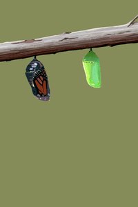 Monarch Cocoons, 2022 (digitaalinen) tekijältä Roberta Murray