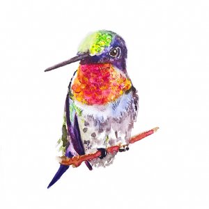 Rubiinikolibri, 2021 (akvarelli paperille)
