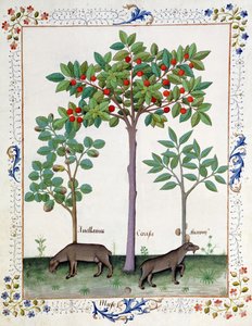 Hasselpähkinäpensas (vas.) ja kirsikkapuu (keskellä), kuvitus Matthaeus Plateariuksen yksinkertaisten lääkkeiden kirjasta 162r tekijältä Robinet Testard