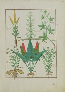 rouva Fr. Fv VI #1 fol.125r Ylärivi: Maissi, Equisetum ja Labruscae flos. Alarivi: Daisy, Jarus ja meirami, kuvitus yksinkertaisesta lääkekirjasta, kirjoittanut Mattheaus Platearius (k.1161) n. 1470 tekijältä Robinet Testard