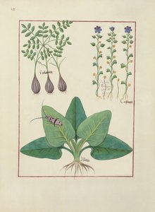 rouva Fr. Fv VI #1 fol. Kuvitus Mattheaus Plateariuksen (d.c.1161) yksinkertaisten lääkkeiden kirjasta n. 1470 tekijältä Robinet Testard
