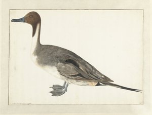 Drake Pintail tekijältä Rochus van Veen