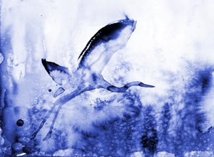 Kaunis sinisorsa tekijältä RodMacIver