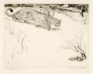 Bob-white ja Puma tekijältä Rodney Thomson