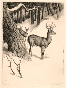 Peuraperhe tekijältä Rodney Thomson