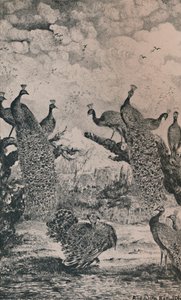 Peacocks, 1869, 1946 tekijältä Rodolphe Bresdin