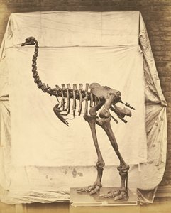 Dinornis Elephantopus Dinosaur tekijältä Roger Fenton