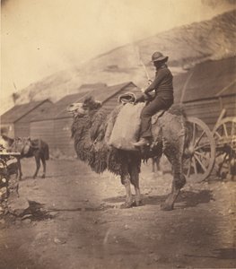 [Kamelilla ratsastava mies] tekijältä Roger Fenton