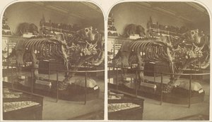 Megatherium, British Museum, 1850-luku. tekijältä Roger Fenton
