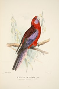 Northern Crimson Parrot, pubi. 1916 käsinvärjätty kaiverrus. tekijältä Roland Green