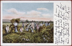 Postikortti, joka kuvaa romanialaisten talonpoikien sadonkorjuuta, 1906
