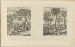 Landschappen laittaa mangobomen, kokos-en palmbomen Jaavan saaren hedelmät jne / Trees of India (otsikko esineessä) Itä- ja Länsi-Intia ja muut paikat (sarjan nimi) tekijältä Romeyn de Hooghe