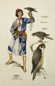 Yusef, Falconer Sheik Mahmoud Hafizille (guassia paperille). tekijältä Ron Embleton