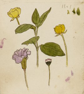 Kukkien tutkimus - päivänkakkara ja päivänkakkara tekijältä Rosa Brett