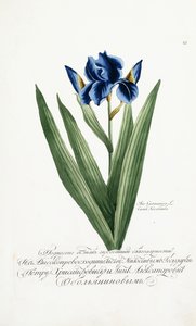 Iris Germanicus, 1797-1803 tekijältä Russian School