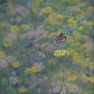 Brown Argus (kuvan jälkeen: Sara Crow) tekijältä Ruth Addinall