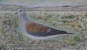 Turtle Dove tekijältä Ruth Addinall