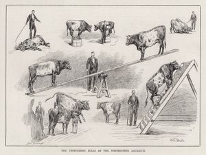 The Performing Bulls at the Westminster Aquarium (kaiverrus)