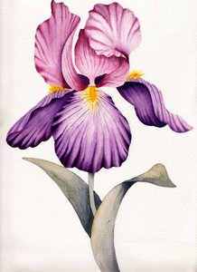 Värikäs violetti iiris tekijältä Salome