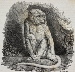 Albiinoapina Jardin des Plantesissa, Pariisin kasvitieteellinen puutarha, Ranska, Salvatore Puglian litografia Poliorama Pittorescosta, n:o 23, 14. tammikuuta