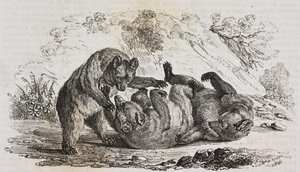 Asturian karhut, Espanja, Salvatore Puglian litografia Poliorama Pittorescosta, n:o 9, 7. lokakuuta