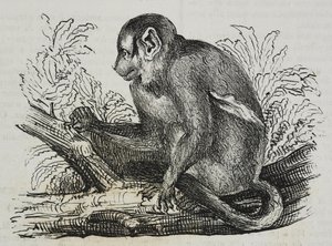 Yöapina douroucoulis (Aotus trivirgatus), litografia Salvatore Puglia Poliorama Pittorescosta, n:o 46, 25. kesäkuuta tekijältä Salvatore Puglia