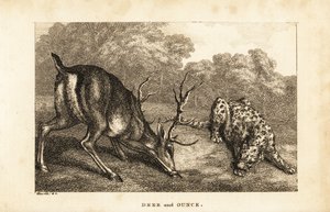 Tapaaminen polttarin, Cervus elaphusin ja lumileopardin, Panthera uncian välillä