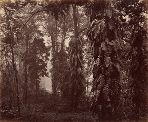 Darjeeling, Intia tekijältä Samuel Bourne