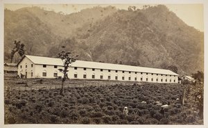 Selim Tea Estate, Darjeeling, uusi tehdas, alempi divisioona,  