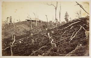 The Selim Tea Estate, Darjeeling,  de "Vistes de Darjeeling",  1860-1880,  (foto b/n) finlandès tekijältä Samuel Bourne