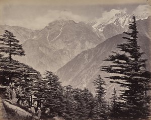 Ylempi Himalaja. Näkymä China Mountains -vuorten lähellä. Himalajansetrejä etualalla tekijältä Samuel Bourne